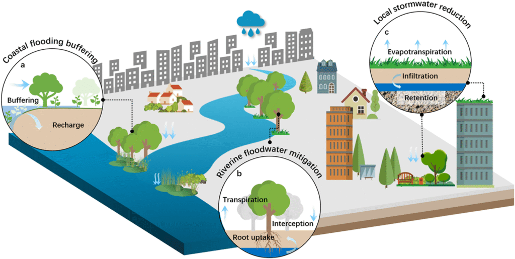 Urban flood risk management needs nature-based solution